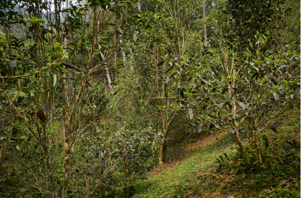 野生老树普洱茶林