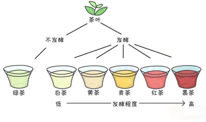 茶叶贮藏多年后是否仍然可饮用：探讨保存时间对茶叶品质的影响