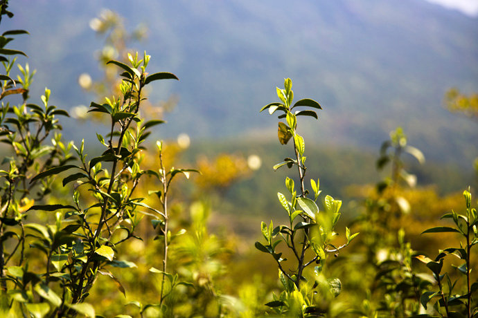 高山野茶是红茶吗