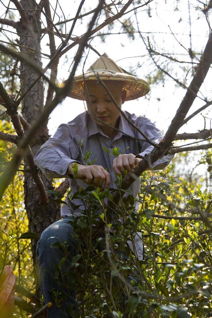 高山野茶是红茶吗