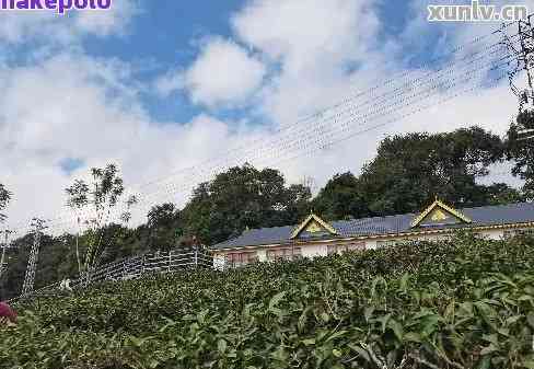 普洱茶直播基地：云南首选，了解详情及平台