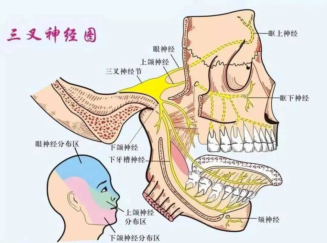 普洱茶：对胃反流症状的有效性和可能的副作用全面解析