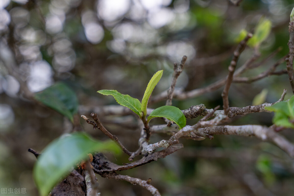 古树普洱茶价格：木茶品的投资与品鉴指南