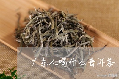 广东话普洱茶的定义与特点：探索广东人对普洱茶的理解与喜好