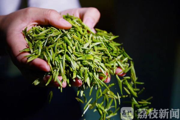 松针茶与绿茶：全面比较及各自特点解析