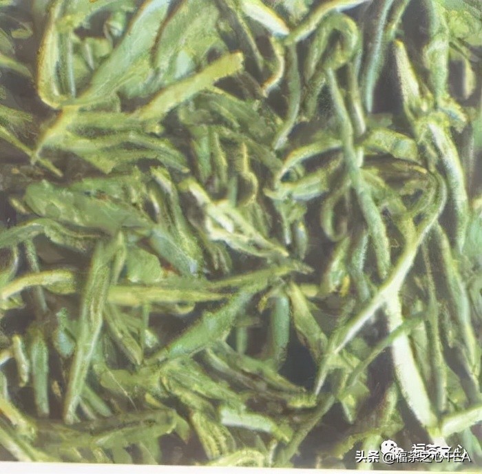 松针茶与绿茶：全面比较及各自特点解析