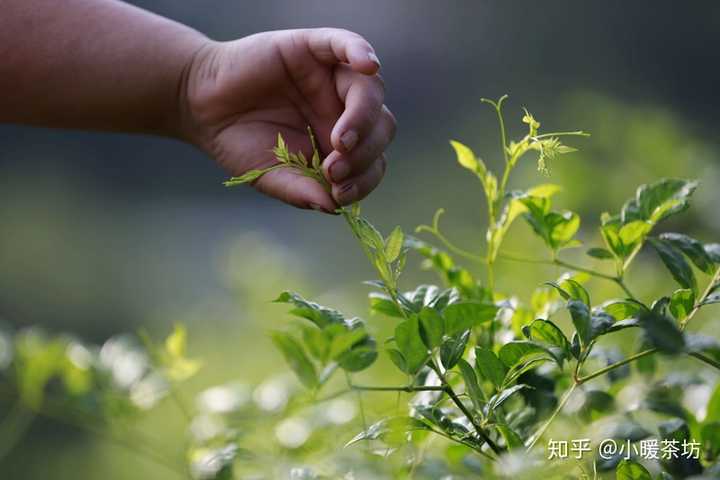 藤茶存期限：为何久放的藤茶仍可饮用？解答你心中的疑惑