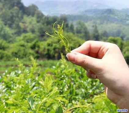 藤茶保存时间过长是否影响口感：如何正确存藤茶以保持其新度？