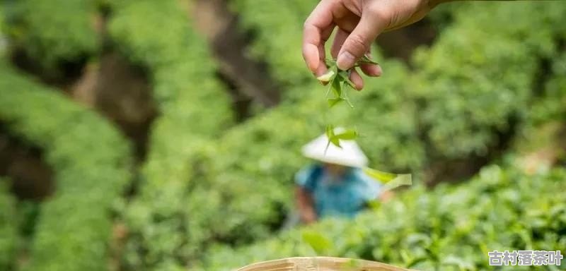 为什么有的茶叶闻起来很香？有的味道，有的不香？为什么有的茶叶特别香？