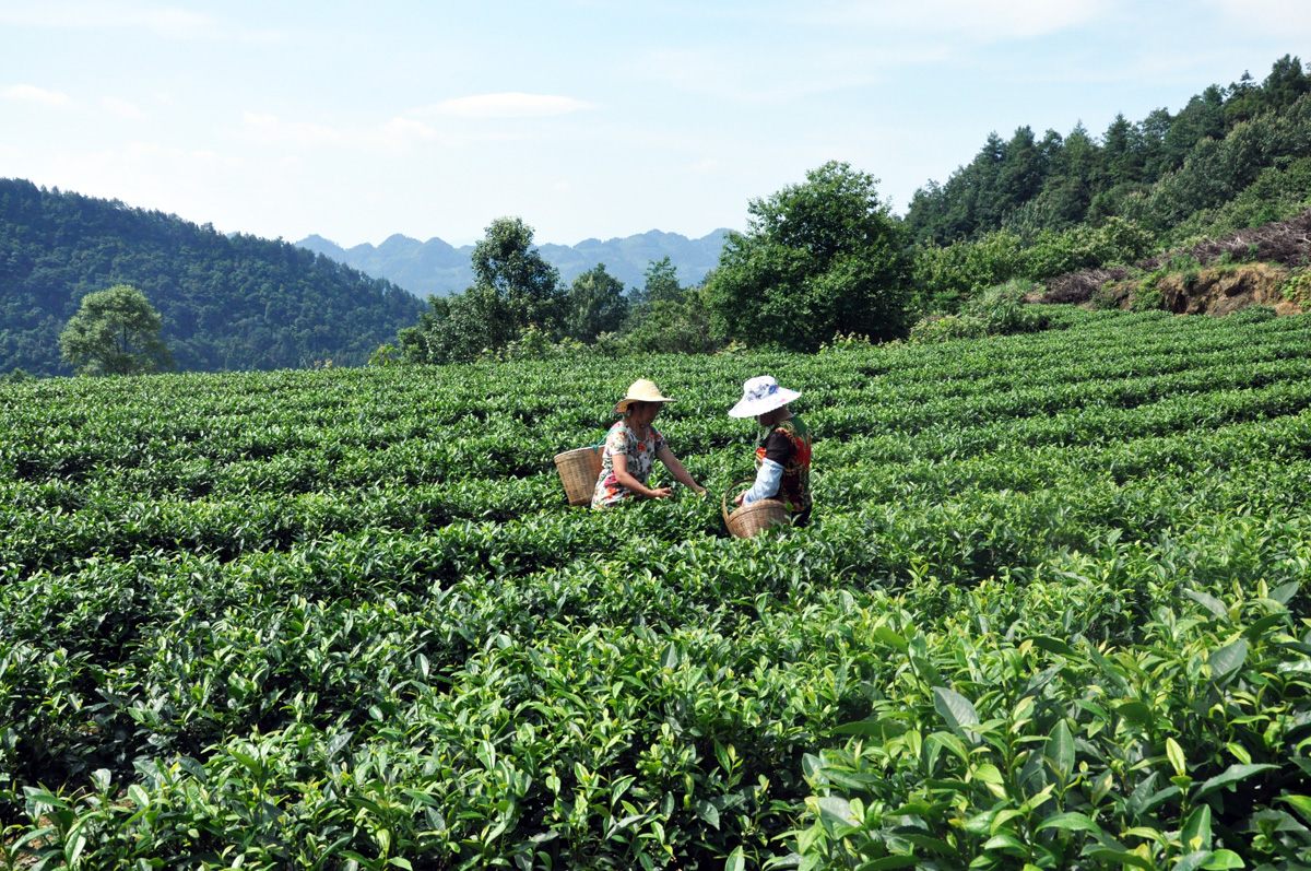 溪谷传芳茶叶价格多少一斤：了解当前市场行情