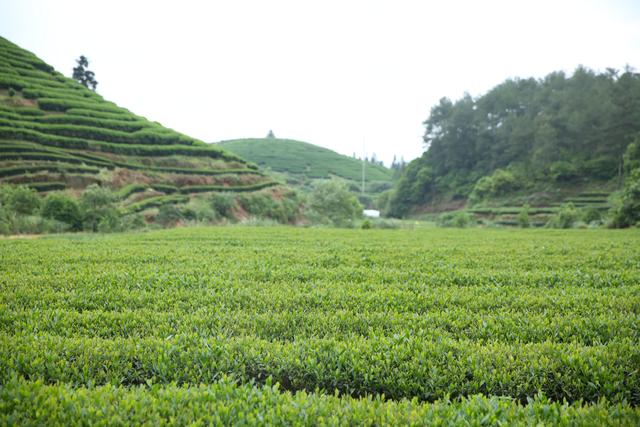 溪谷传芳茶叶名品鉴与价格参考