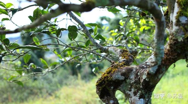 喝普洱茶邦东茶山古树普洱茶，品味帮东特色口感，体验邦东乡土风情。