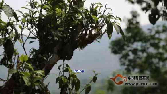 喝普洱茶邦东茶山古树普洱茶，品味帮东特色口感，体验邦东乡土风情。