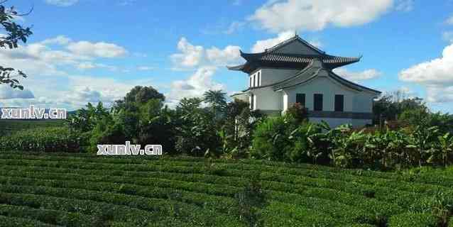 西双版纳普洱茶文化博览园：探寻茶马古道历与茶艺传承之路