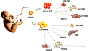 山药苹果治疗便秘：科学研究揭示的天然疗法