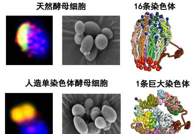 山药苹果治疗便秘：科学研究揭示的天然疗法