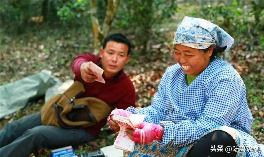 小众老班章普洱茶