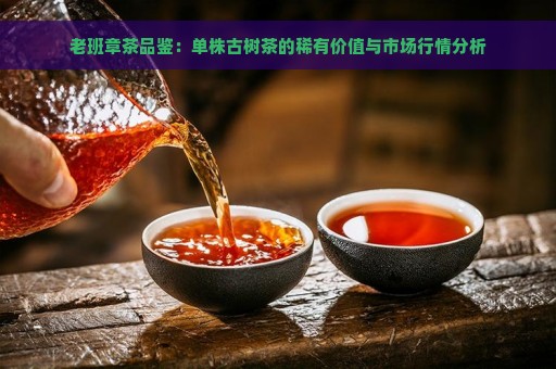 老班章古树茶500年：稀有品质与市场行情分析