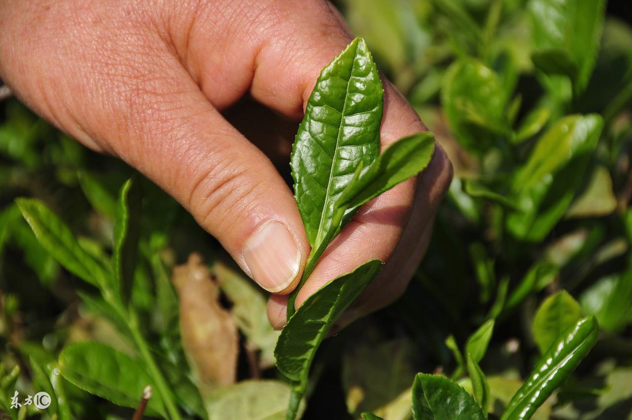 普洱茶的味道：苦涩还是甜？深入解析普洱茶的风味特点与品饮技巧