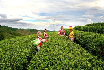 普洱茶的味道：苦涩还是甜？深入解析普洱茶的风味特点与品饮技巧