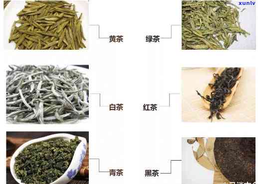 茶的种类繁多，如何辨别初见茶？了解其特点与制作工艺！