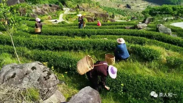 易武普洱茶是岩茶吗？