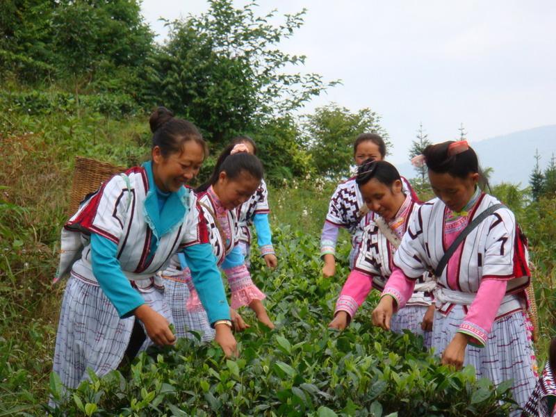 87年普洱茶多少钱