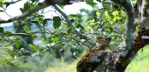 冰岛特色茶品：寻找古树茶的神秘产地与独特风味