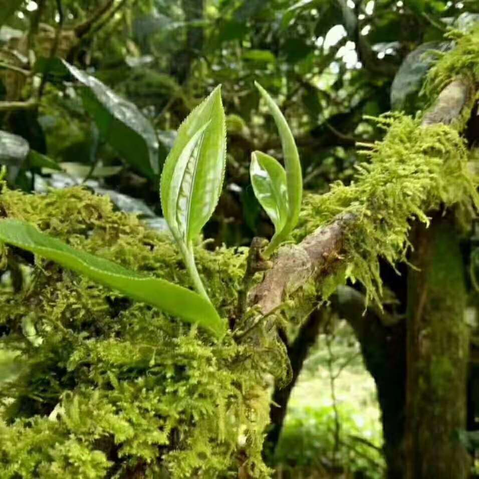 普洱茶果胶形成原理及丰富特点：揭示普洱茶中的关键成分。