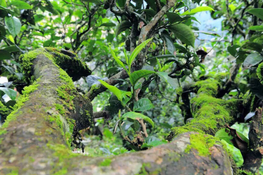 探寻普洱茶香气之谜：樟香的奥秘是如何产生的？