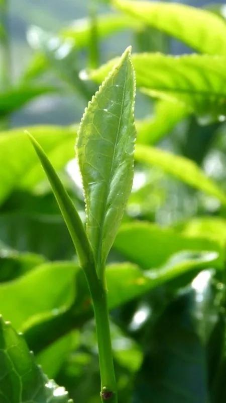 茶叶的种类有粗散末饼茶