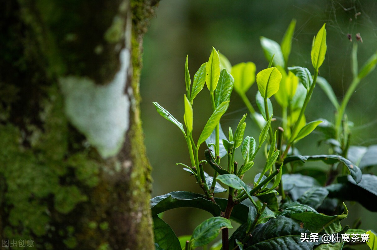 普洱茶为什么好喝？普洱茶爱喝茶吗？为什么有人不爱喝普洱茶？