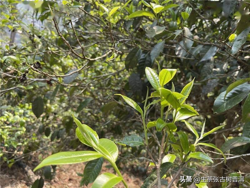 勐海茶区高山春毫普洱茶：细腻醇厚的古树茶韵