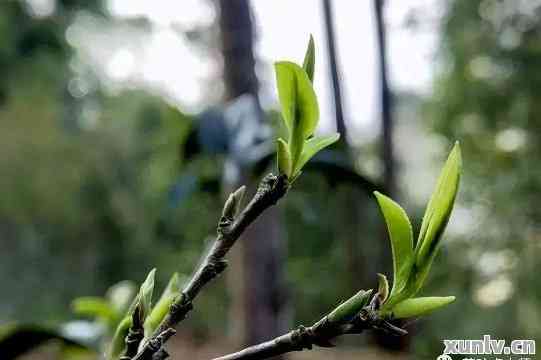 普洱茶春芽啥意思：一篇全面解析春芽普洱茶的文章