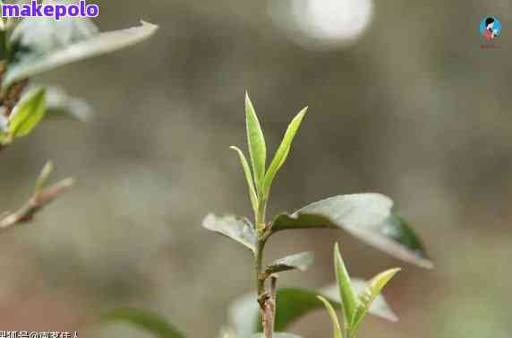 普洱茶春芽啥意思：一篇全面解析春芽普洱茶的文章