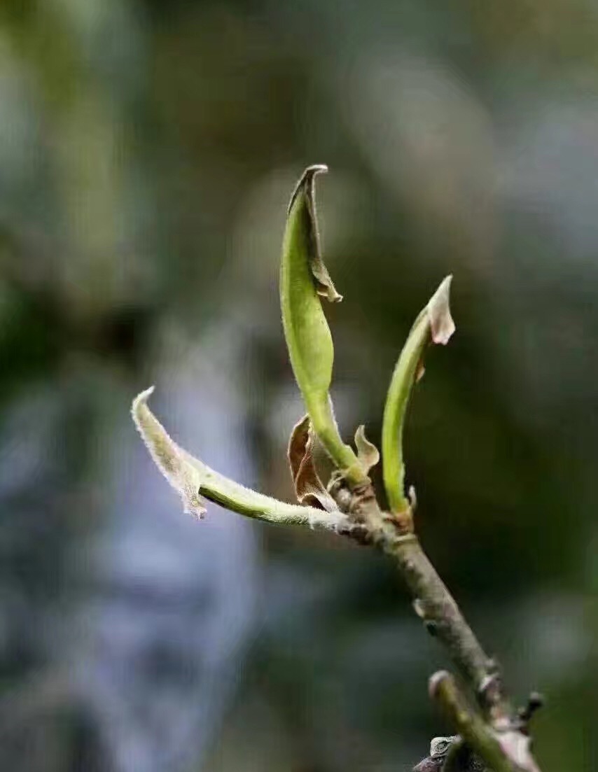 普洱茶勐海春芽