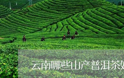 普龙山普洱茶怎么样