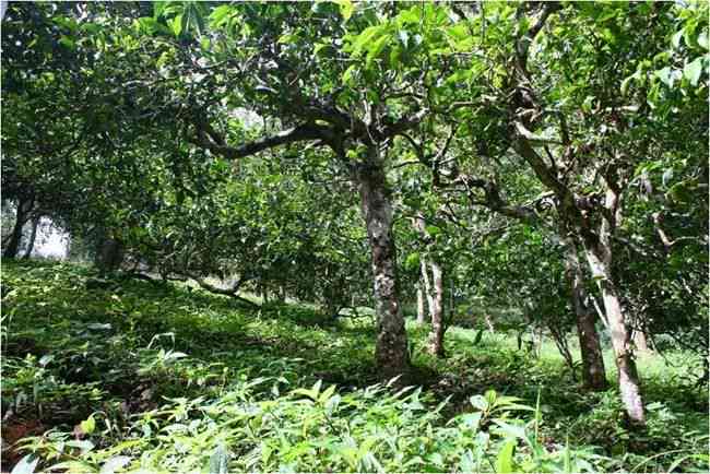 茶韵千年：老茶客精选名山古树茶叶