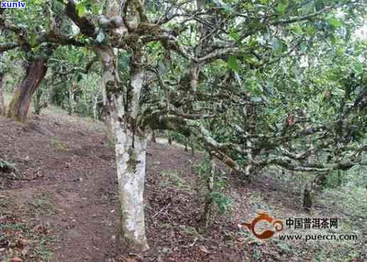 茶韵千年：老茶客精选名山古树茶叶