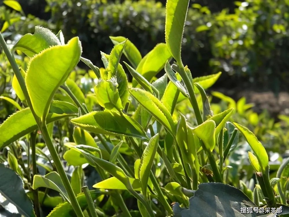 顺庆合茶业的昔归普洱茶