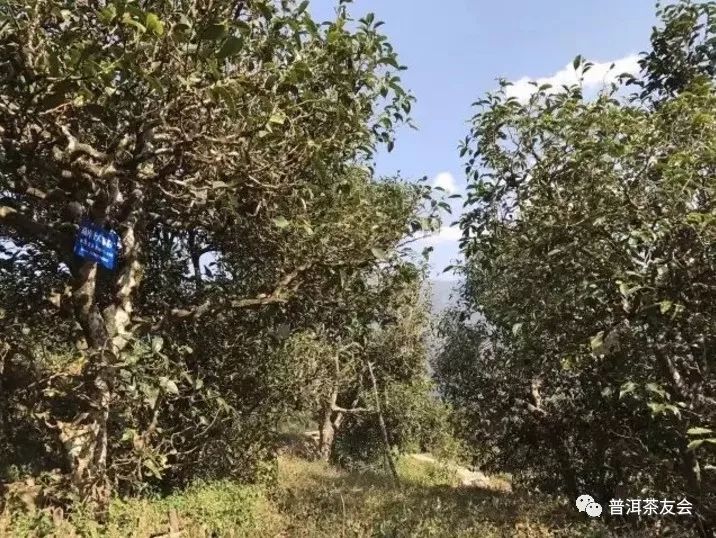 普洱茶冰岛：名山古树，珍藏珍品，价格解析与品鉴指南