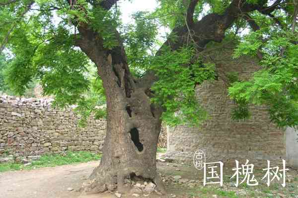 云南普洱茶的由来和传说：千年古树传神韵，秘境藏匿奇香。