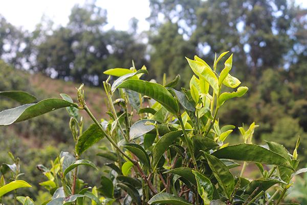 寻找普洱茶购买渠道，如何将家中种植的普洱茶卖出去