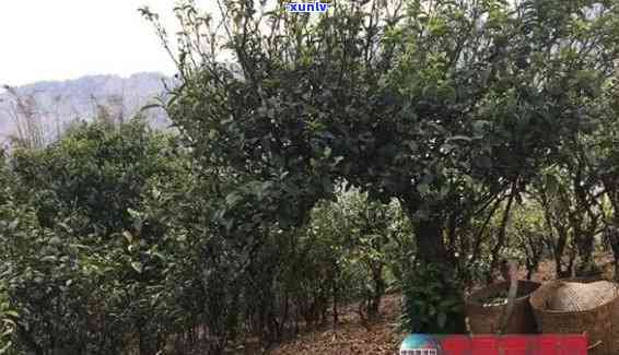 云南普洱茶树供应商：寻找高质量、适应性强的种植基地