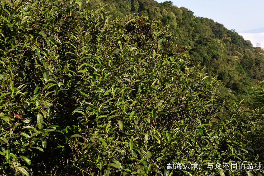 云南国有林场古树茶