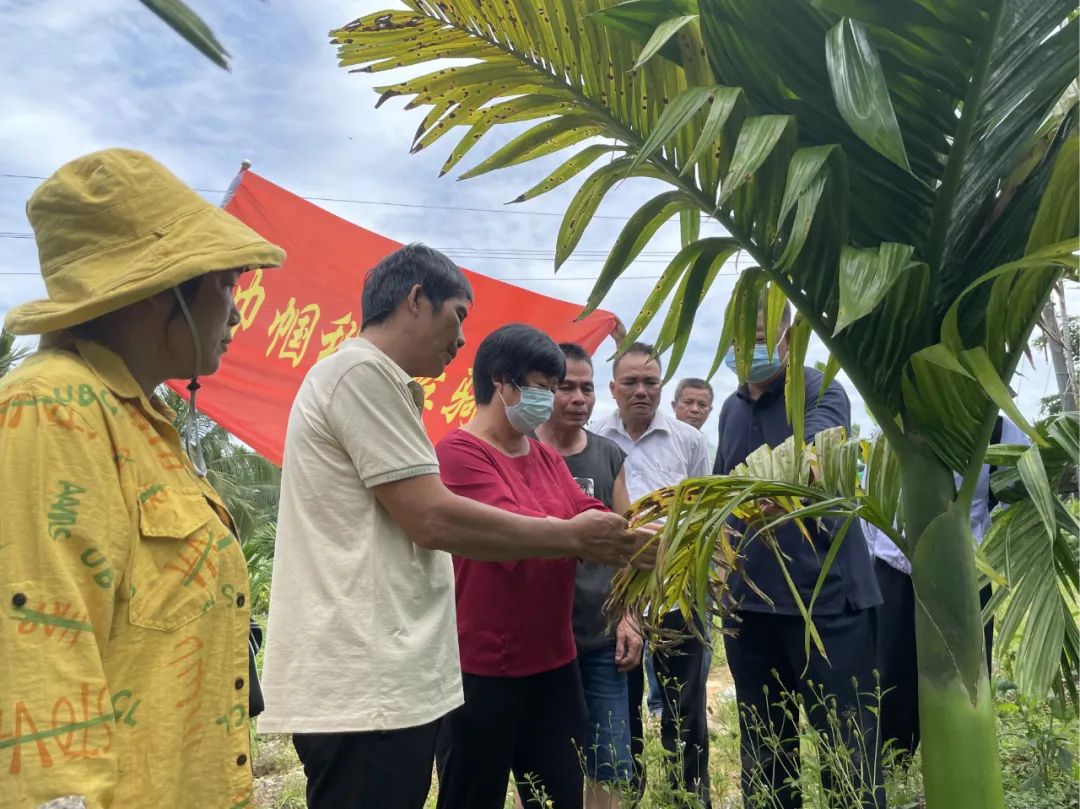 槟榔水肥：一种独特的植物养护技巧，让你的植物茁壮成长