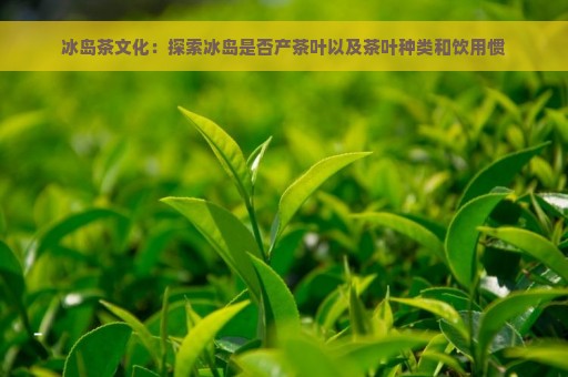 与冰岛相似的茶叶品种：探索冰岛茶的独特风味及其与世界茶文化的联系