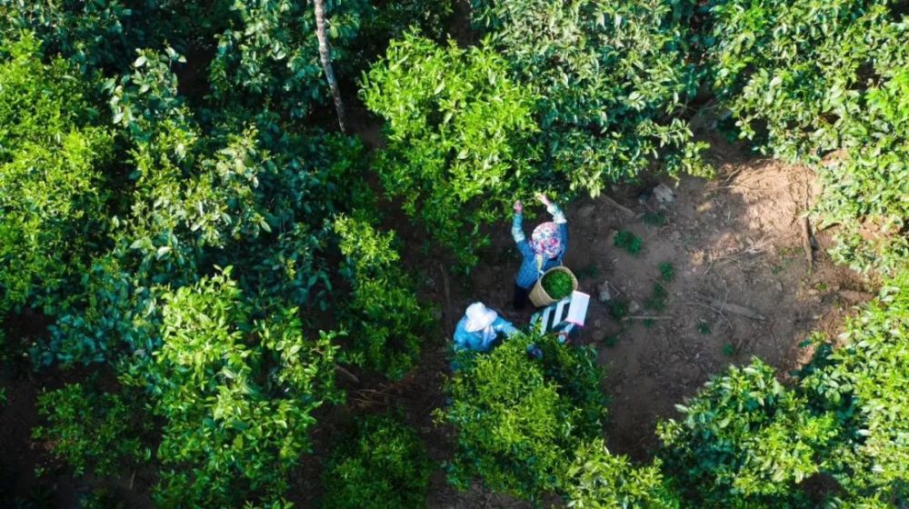 普洱茶困鹿山具     置：探寻云南古茶山的去处