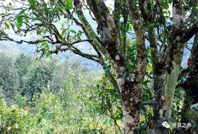 普洱茶困鹿山具     置：探寻云南古茶山的去处