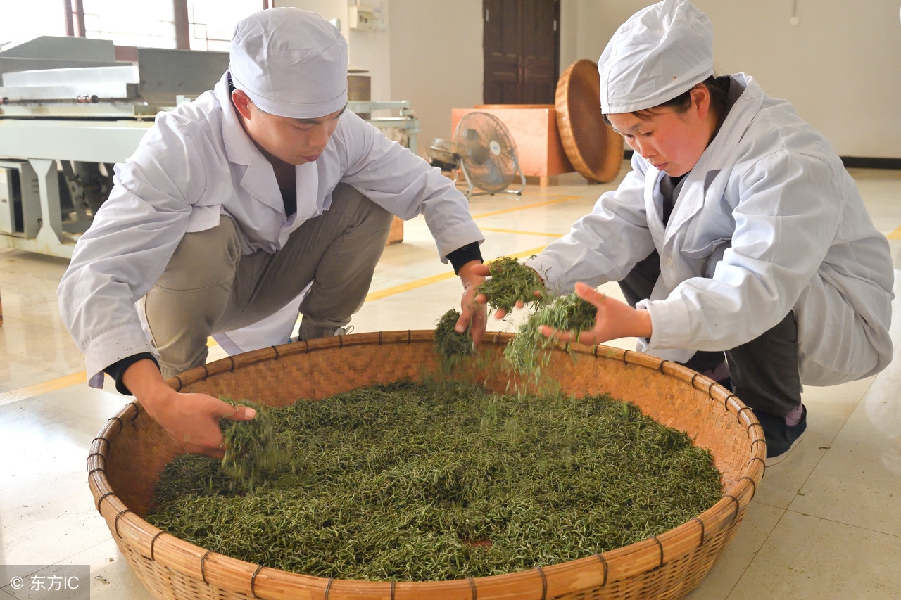 普洱茶熟茶的独特风味及其陈化过程探究